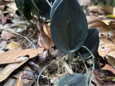 Scindapsus treubii