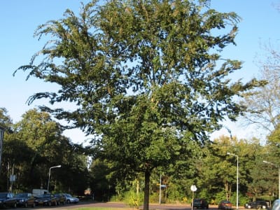 Chinese Elm