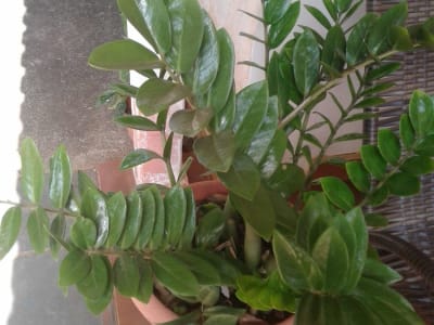 Zz Plant