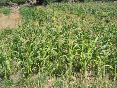 Corn