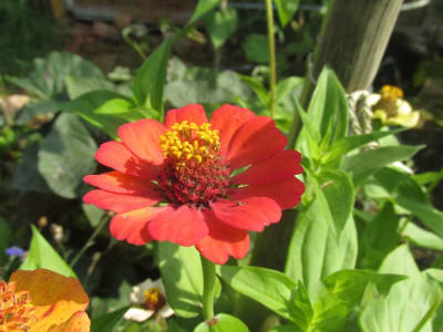 Elegant Zinnia