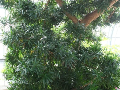 Yew Plum Pine