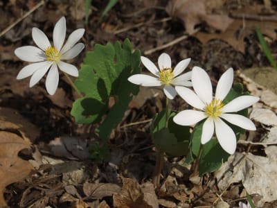 Bloodroot
