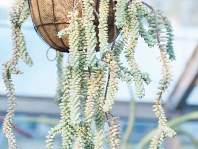 Burro's Tail