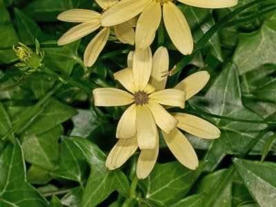 Senecio macroglossus