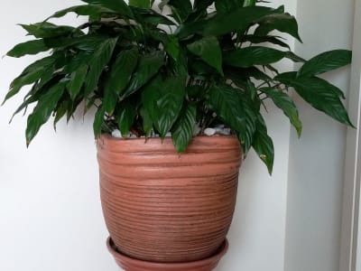 Peace Lily