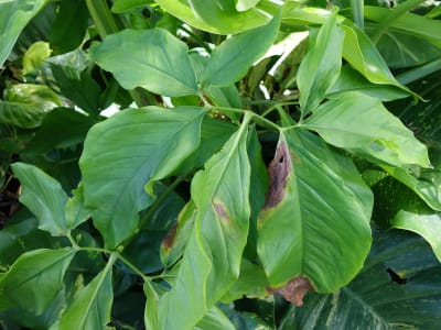 Arrowhead Vine