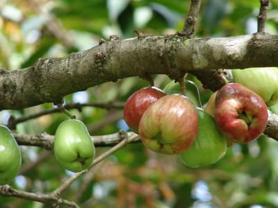 Malaysian Apple