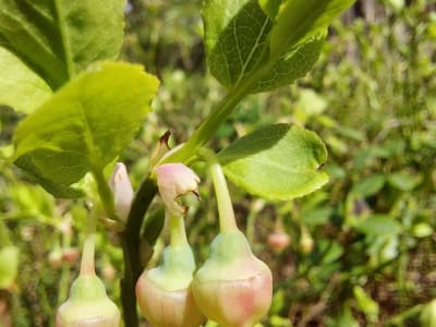Bilberry
