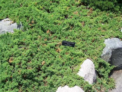 Creeping Juniper