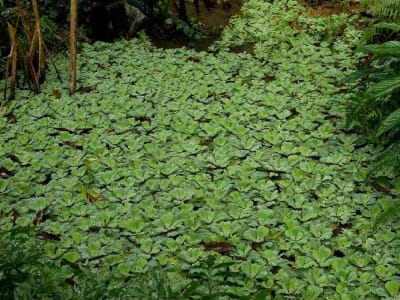 Water Lettuce
