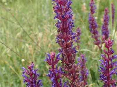 Woodland Sage