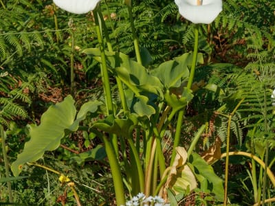 Calla Lily