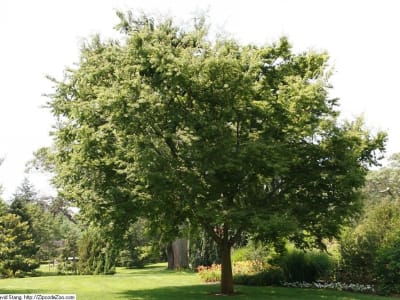 Japanese Zelkova