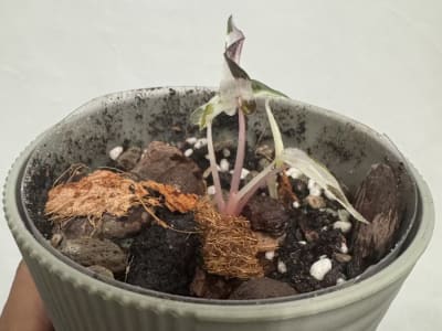 Alocasia Pink Bambino