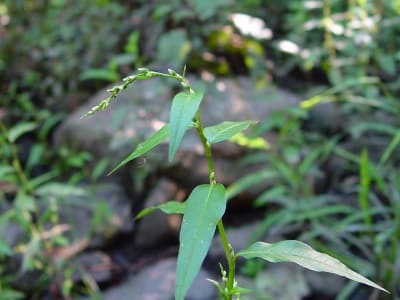 Water Pepper