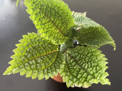 Pilea mollis by @9bg98cknyb