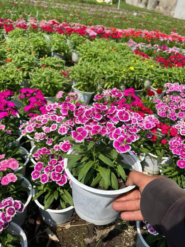 Chậu hoa cẩm chướng lùn hoa hồng tím viền trắng đang nở rộ tại vườn ươm