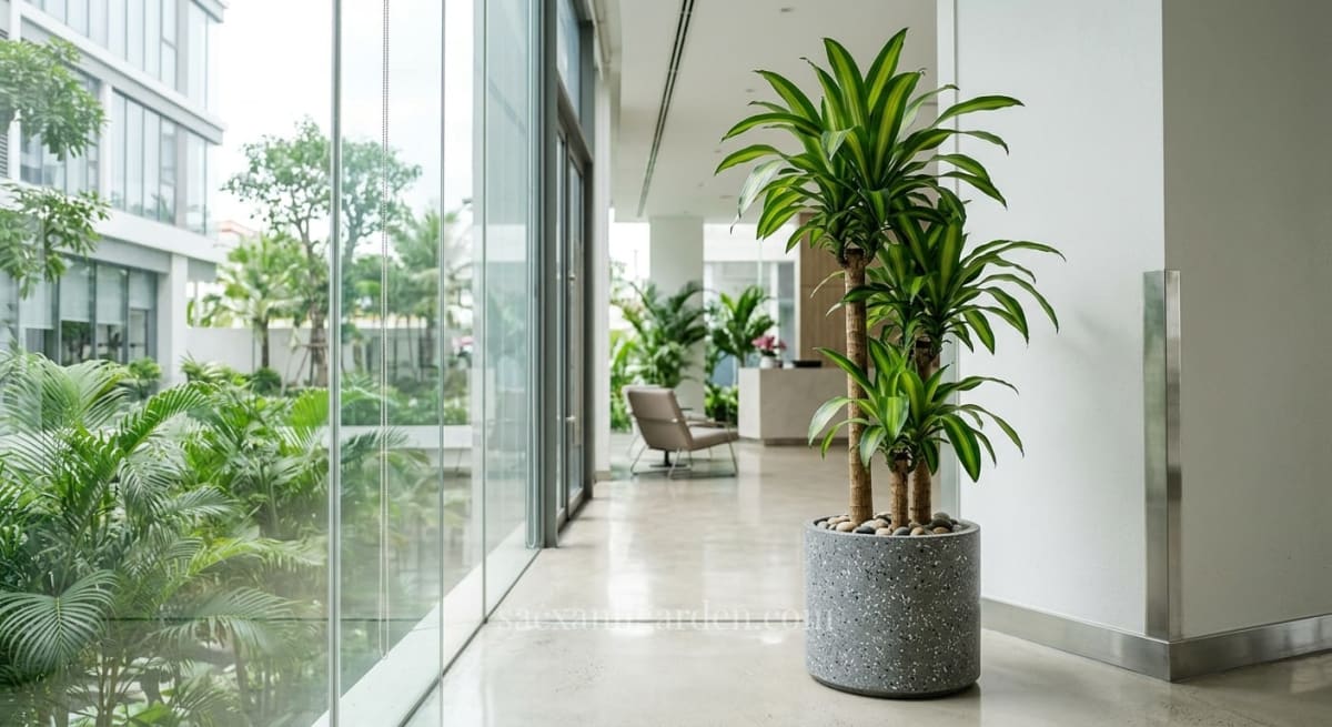 Cây phát tài lá sọc vàng dáng ba thân cao thấp so le, mỗi thân có chùm lá sọc vàng ở đỉnh, trồng trong chậu xi măng đá mài xám phủ sỏi, đặt ở góc sảnh văn phòng cạnh vách kính