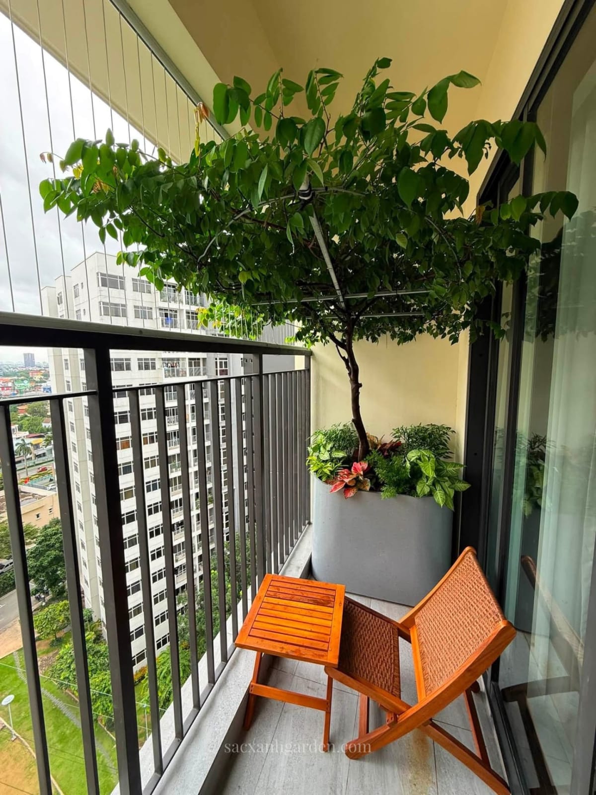 Cây khế bàn trà trồng chậu lớn trên ban công chung cư TP.HCM, tán ép ngang trên khung thép, bên dưới có bàn ghế gỗ