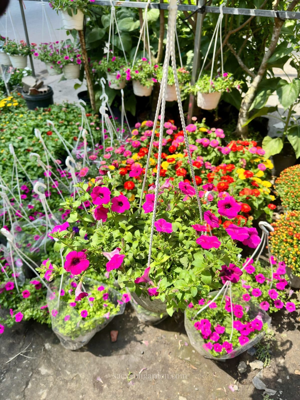 Giỏ treo dạ yến thảo và triệu chuông tại vườn ươm Sắc Xanh Garden, vật liệu cho vườn hoa ban công rủ