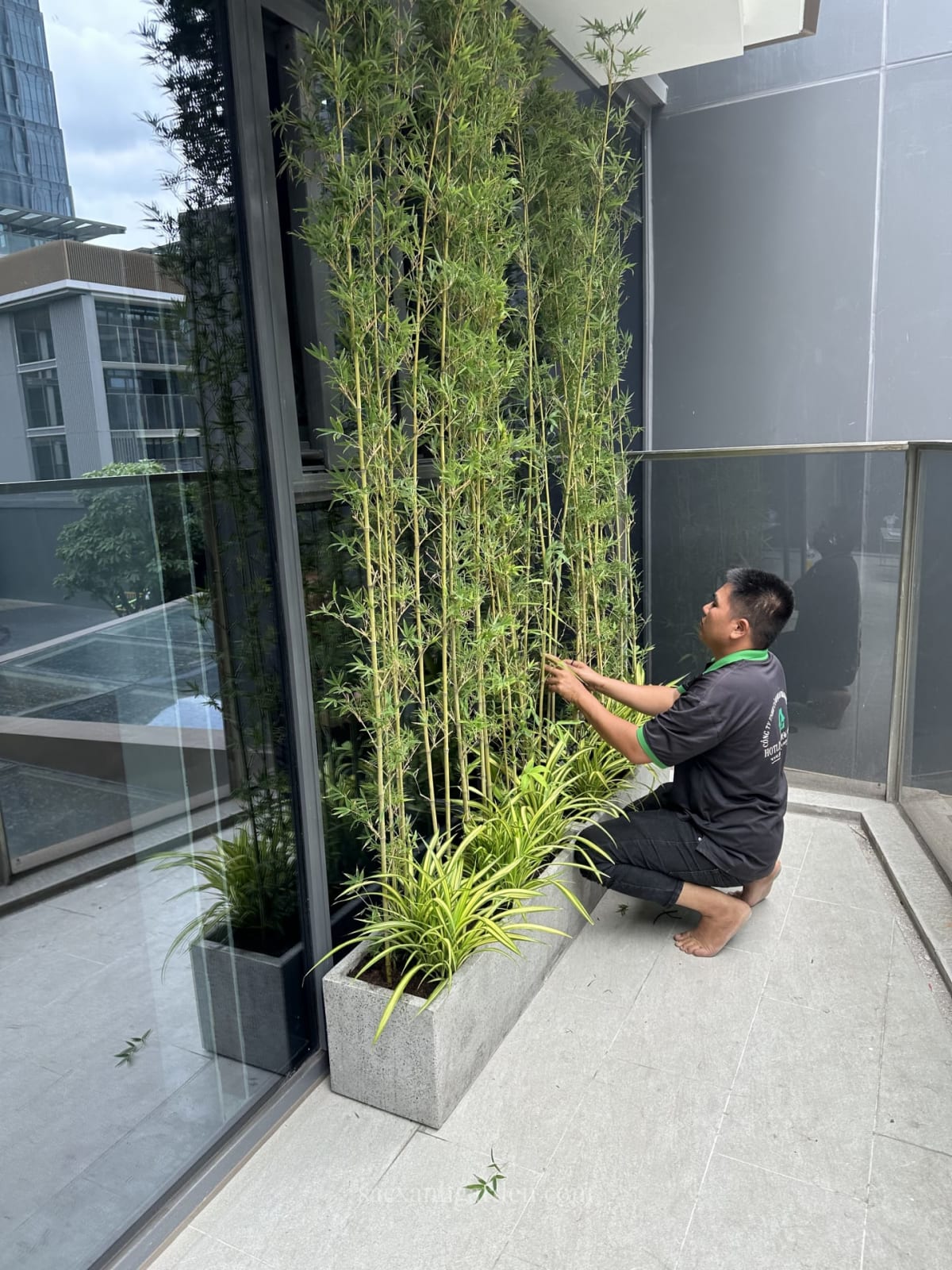 Kỹ thuật viên Sắc Xanh Garden cắt tỉa bụi trúc quân tử và lan chi trong chậu xi măng đá mài tại ban công căn hộ TP.HCM