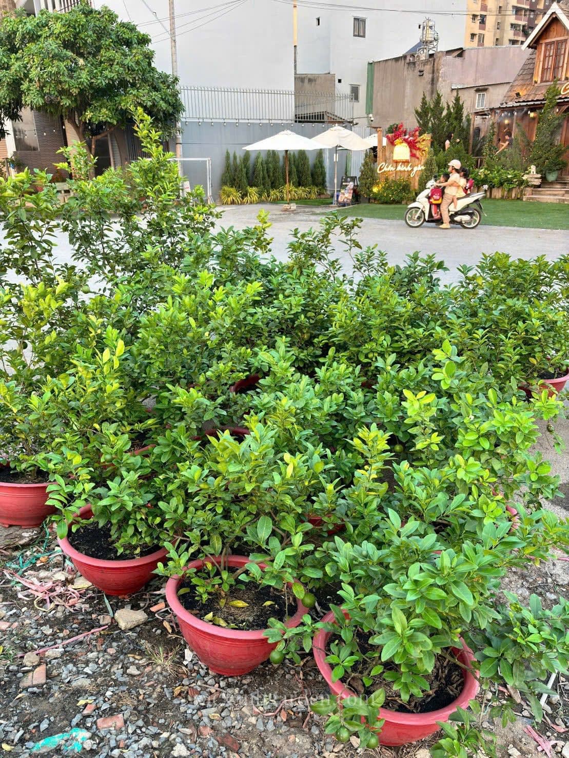 Khu dưỡng cây tại vườn Sắc Xanh Garden — cây tắc và nguyệt quế được phục hồi trước khi đổi cho khách