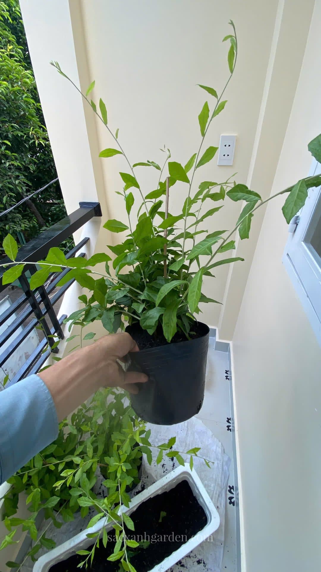 Trồng bổ sung cúc tần Ấn Độ vào máng ban công nhà phố TP.HCM trong một buổi chăm sóc cây định kỳ