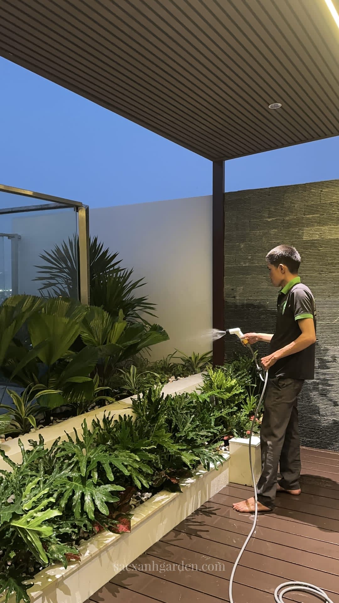 Kỹ thuật viên Sắc Xanh Garden tưới cây tại sân vườn sân thượng đã thi công hoàn thiện ở TP.HCM, bồn xây phối cọ Nhật và ráy thanh tước, sàn gỗ nhựa composite