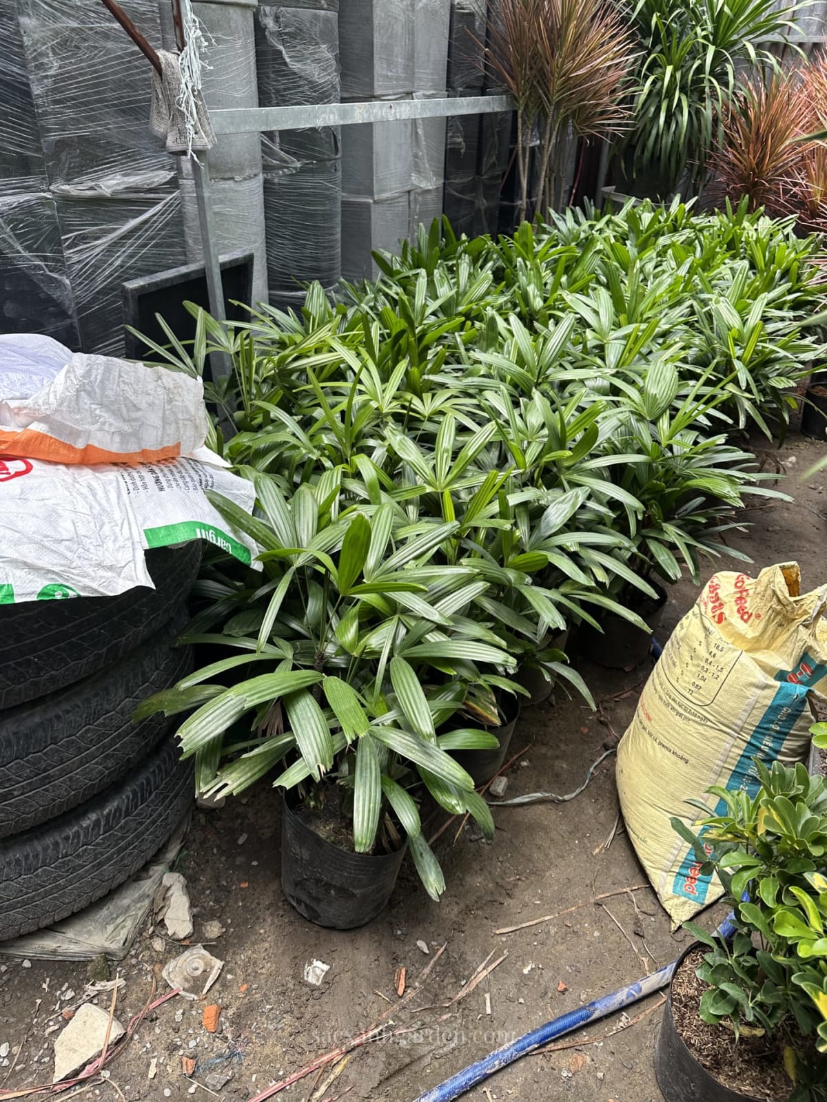Lô cây trúc mây và huyết dụ chờ xuất công trình tại vườn ươm Sắc Xanh Garden, cây tuyển tận vườn trước khi đưa vào thi công sân vườn