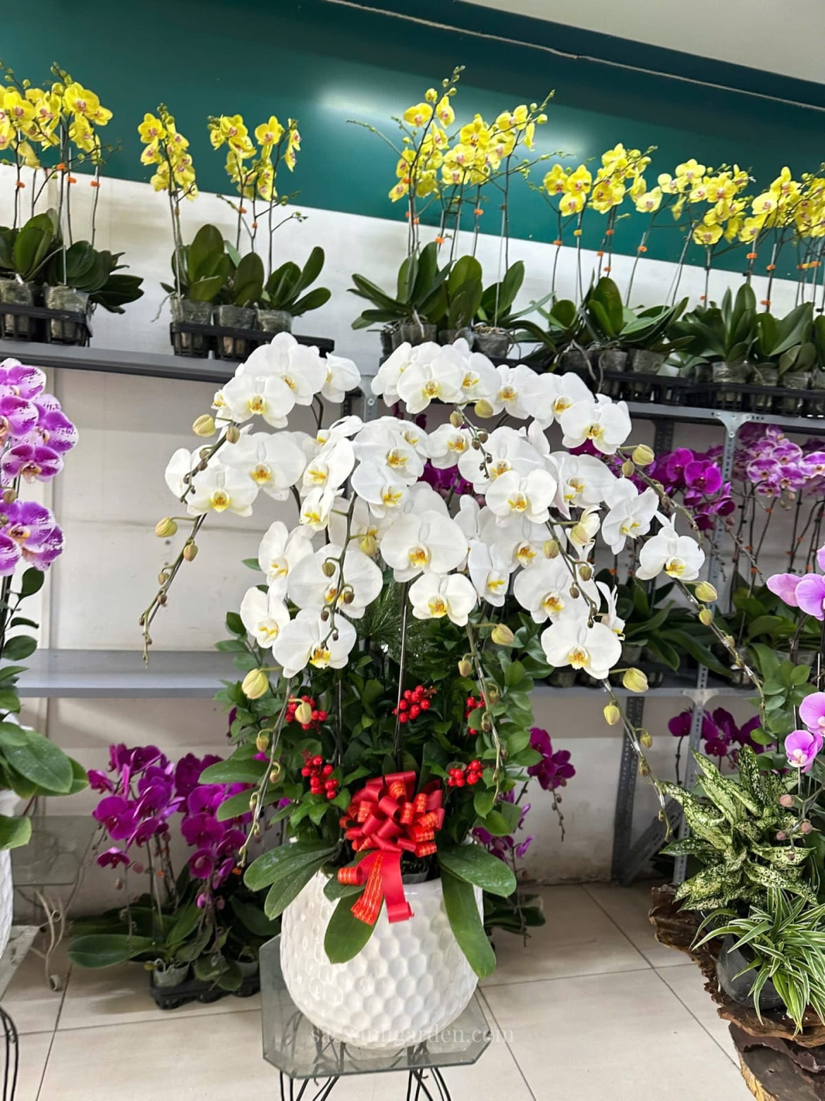 Chậu lan hồ điệp trắng nhiều cành dáng rủ trong chậu sứ, hoa Tết hợp phòng máy lạnh chung cư