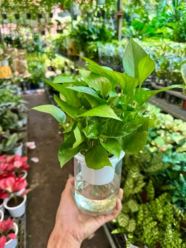 Cây Trầu Bà Neon