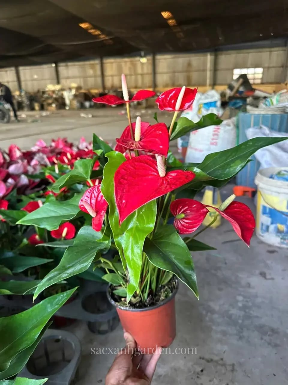Cây Hồng Môn