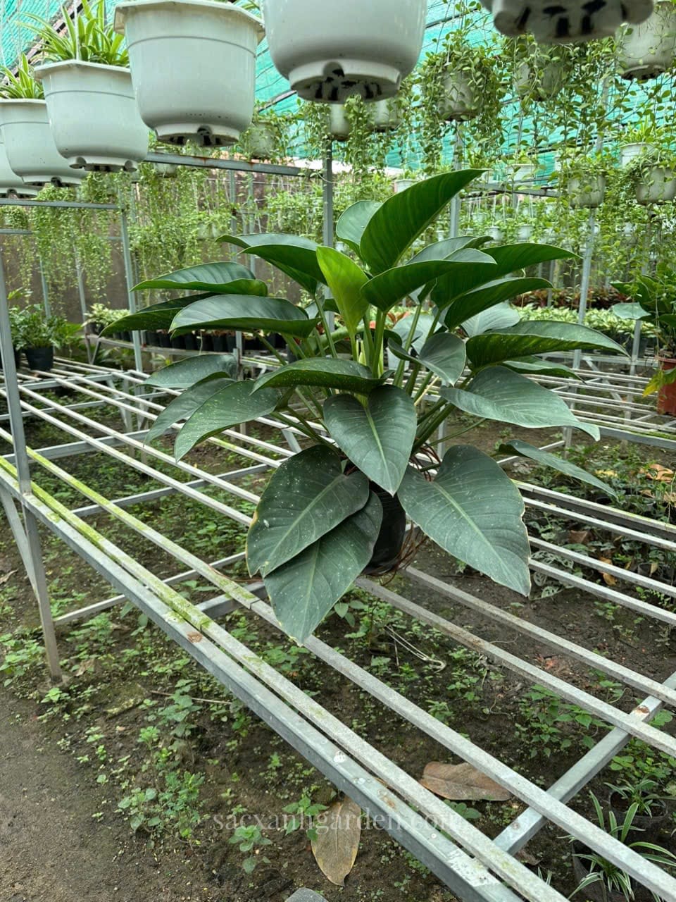 Cây Trầu Bà Đế Vương