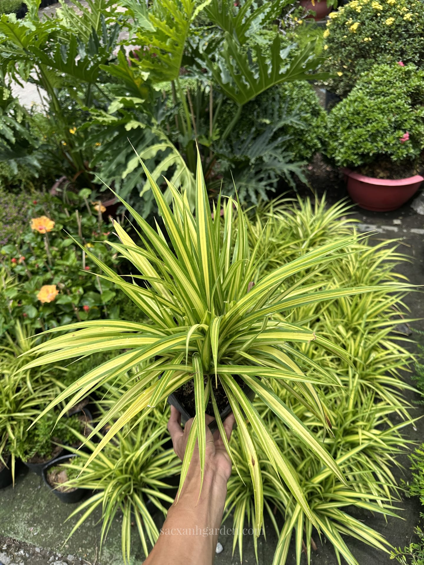 Cây Dứa Vàng