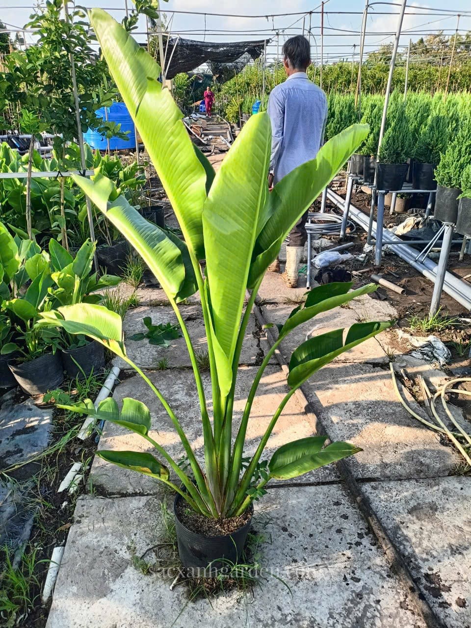 Cây Chuối Rẻ Quạt