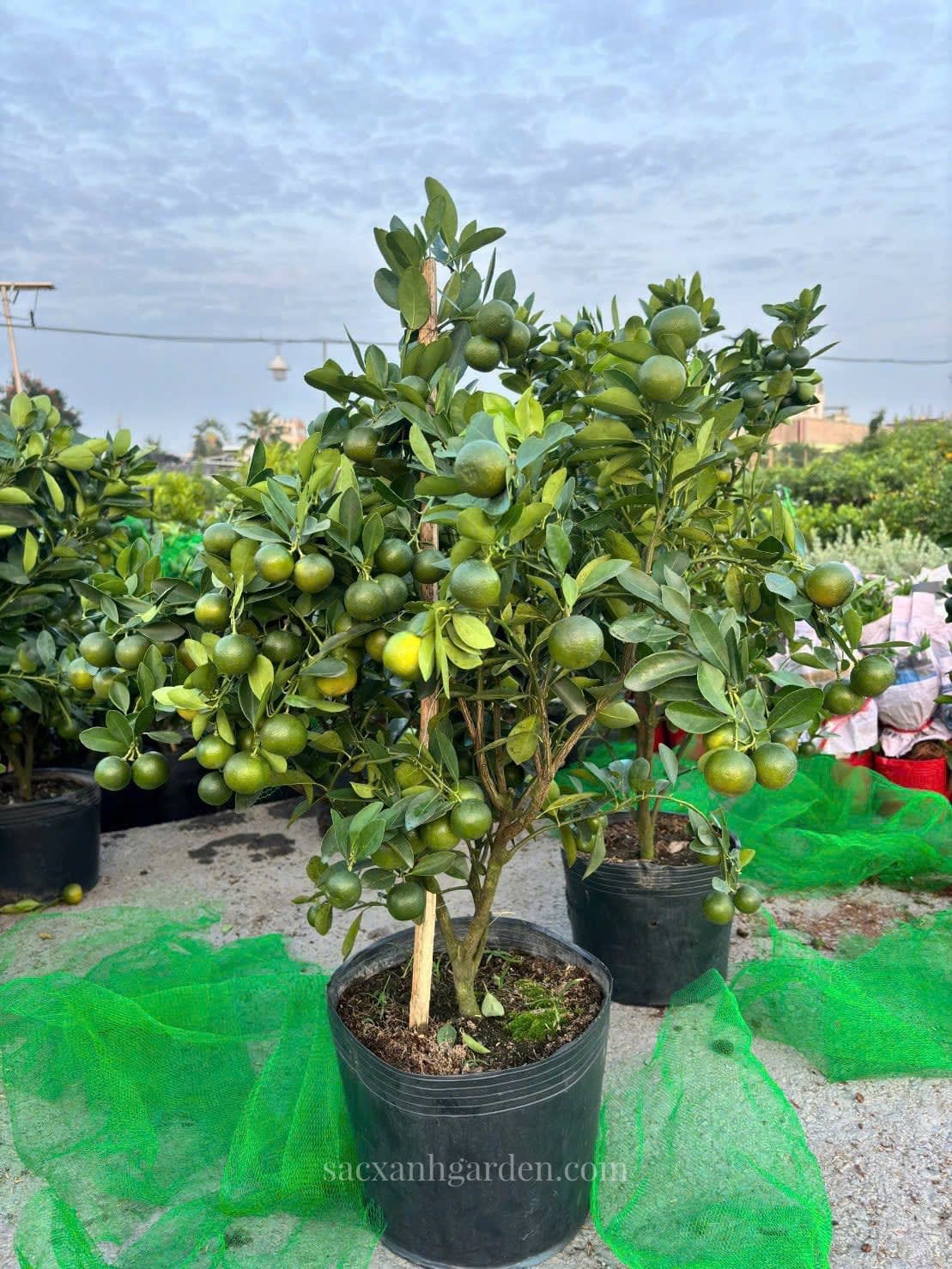 Cây Tắc (Cây Quất)