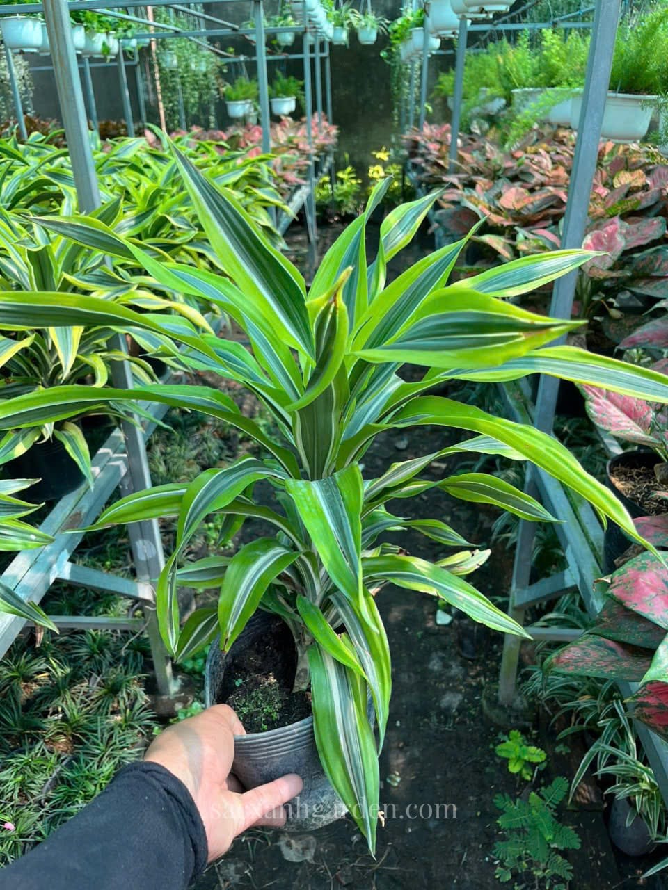 Cây Phát Tài Mỹ