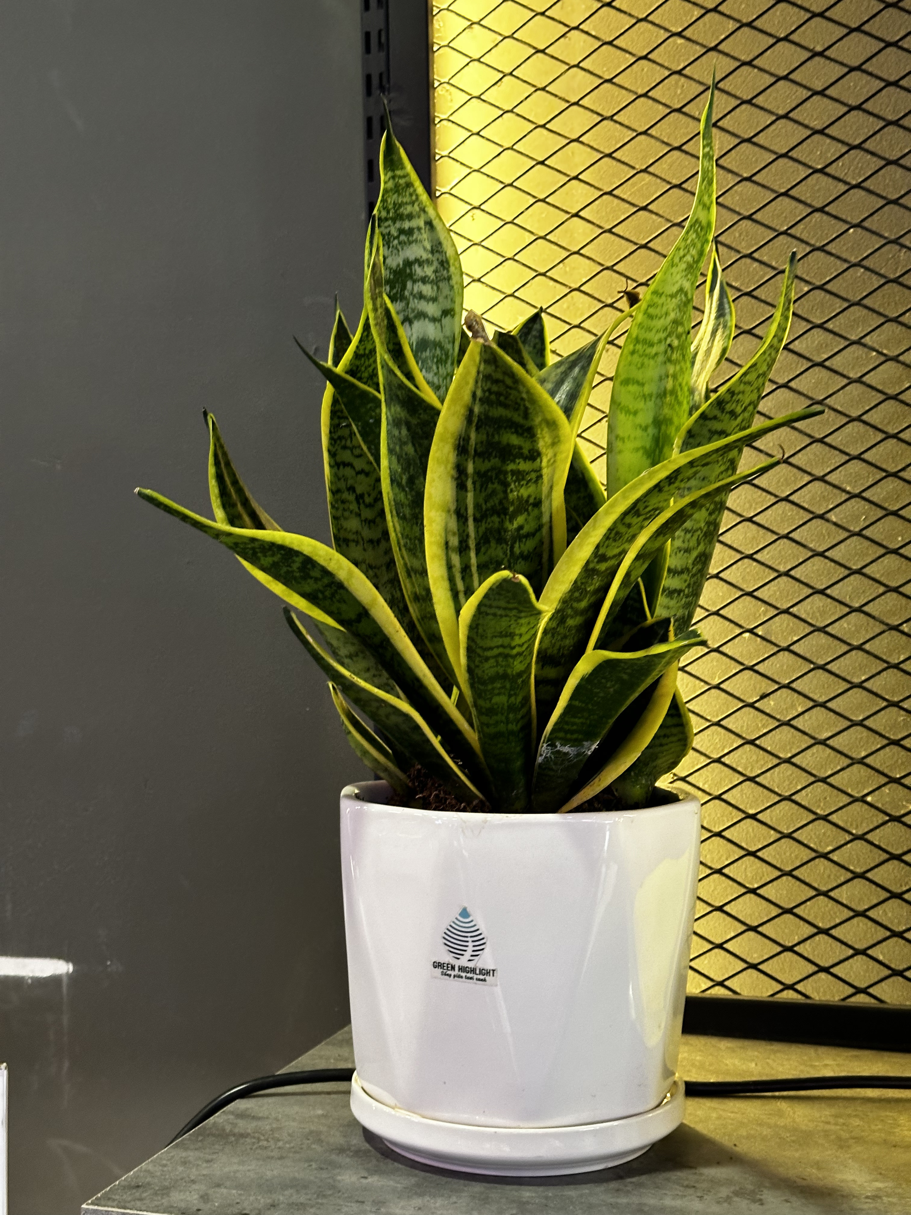 Cây Lưỡi Hổ: Ý nghĩa, cách chăm sóc, giá thành | Mua cây tại Sắc Xanh Garden