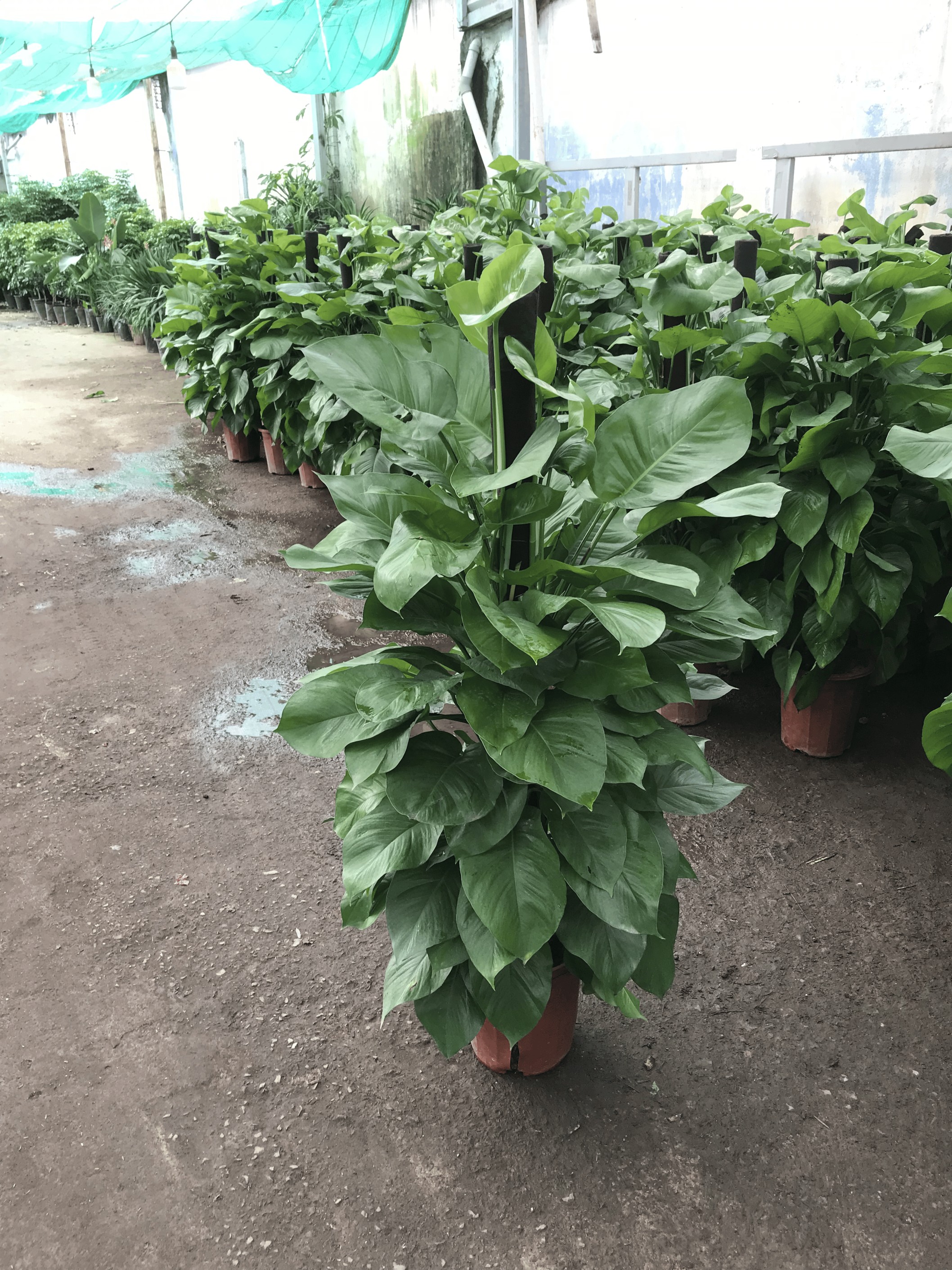 Cây Trầu Bà Cột tại vườn