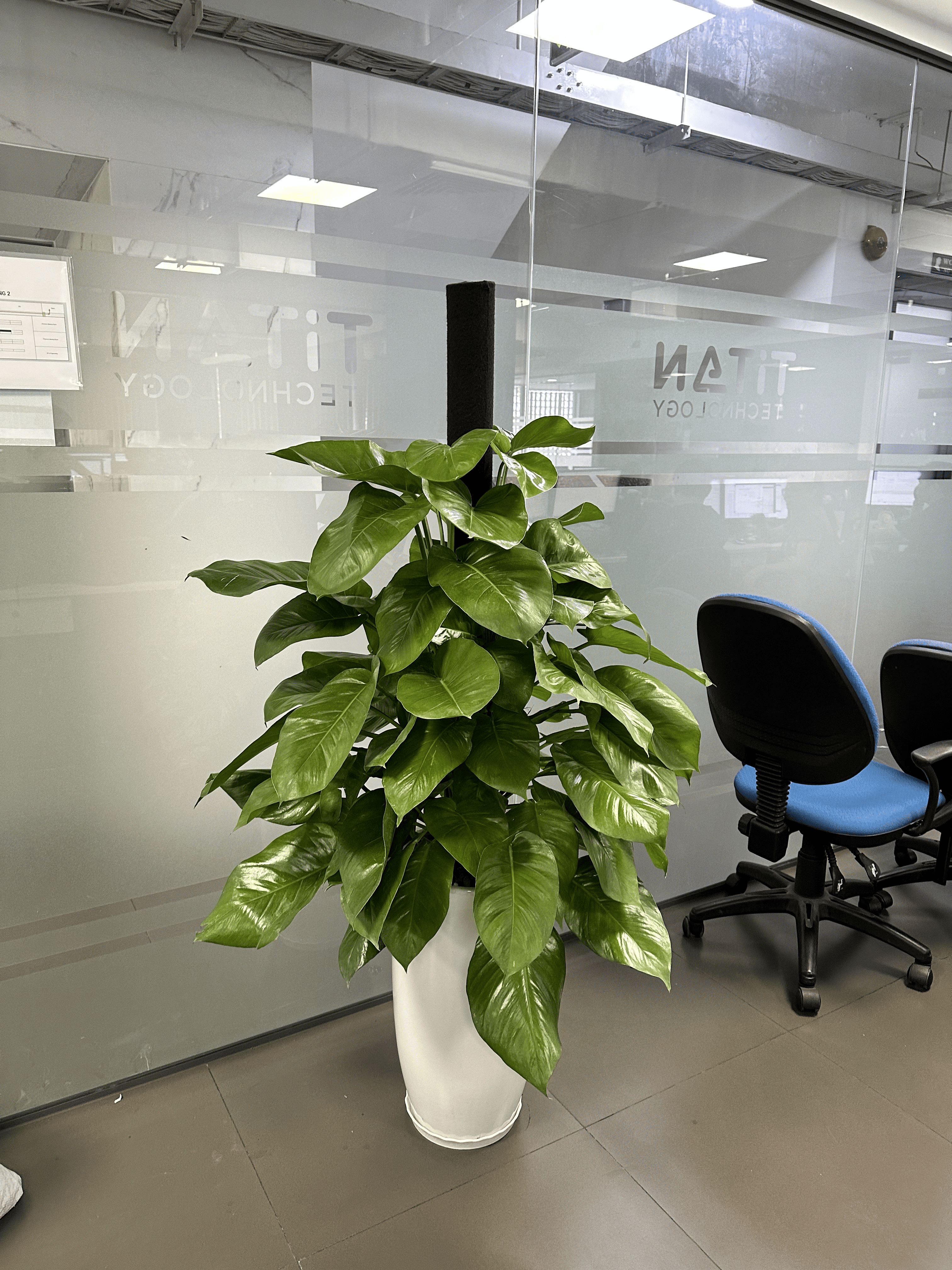 Cây Trầu Bà Cột - Cây trồng trong nhà