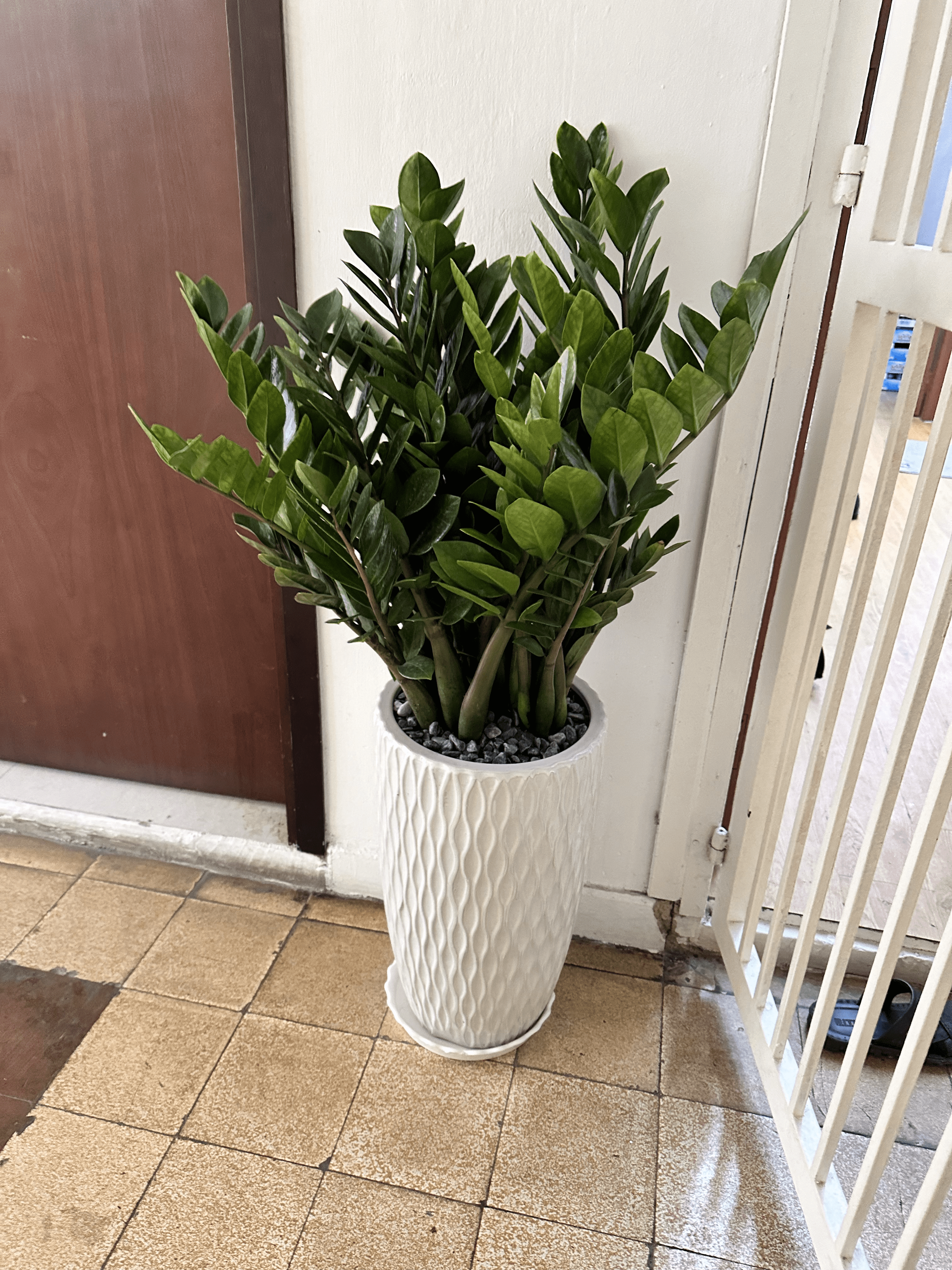 Cây Kim Tiền trồng trong nhà