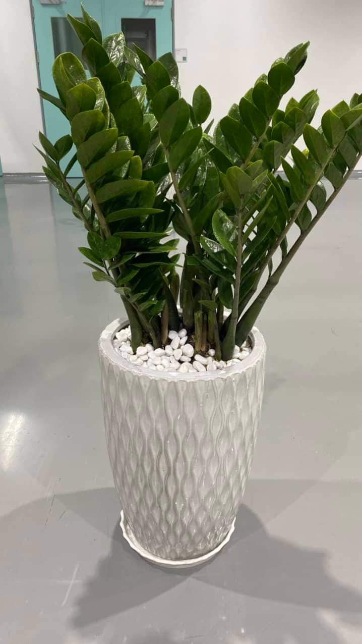 Hình ảnh chậu Cây Kim Tiền