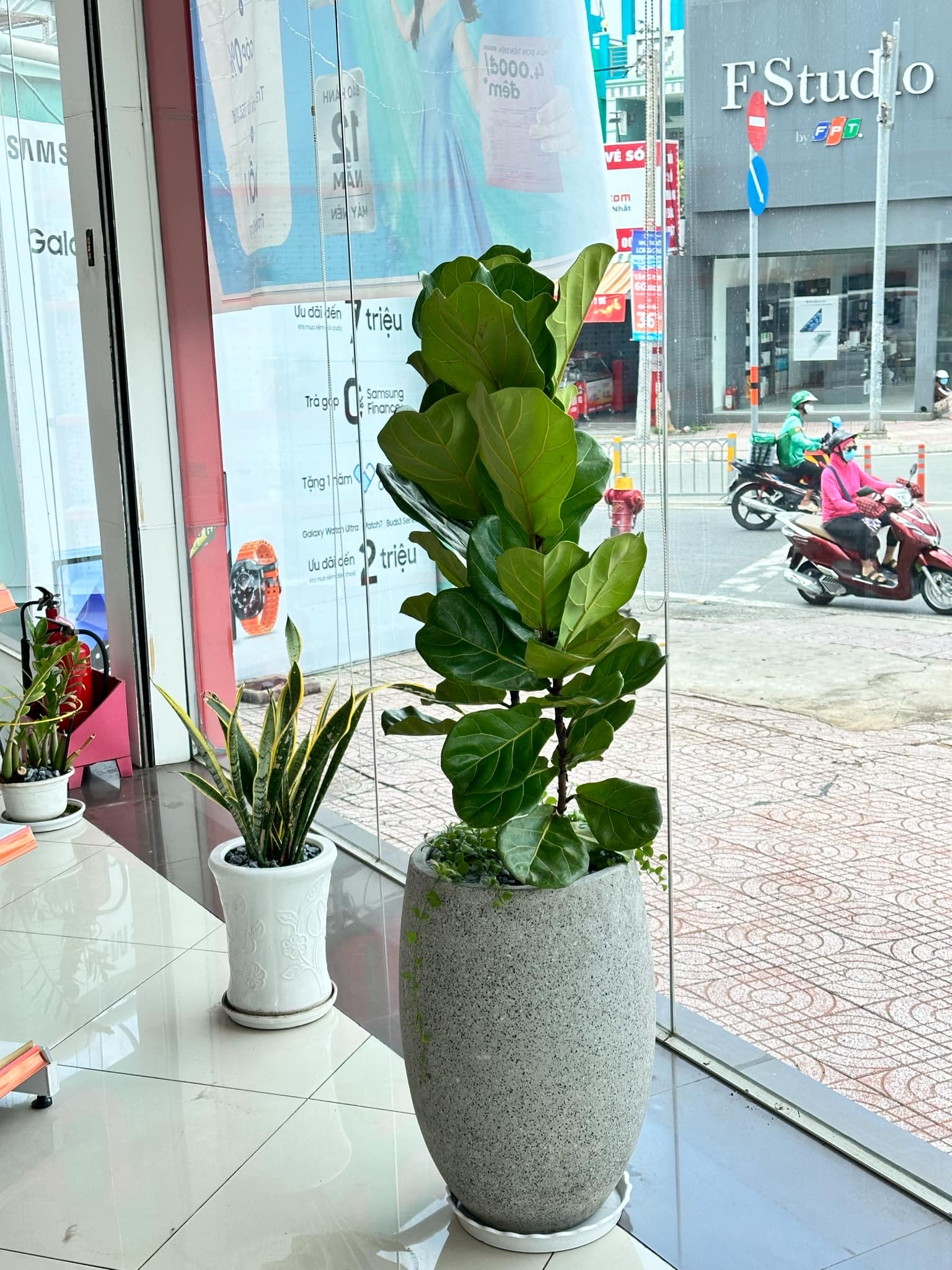 Trang trí nhà bằng cây Bàng Singapore