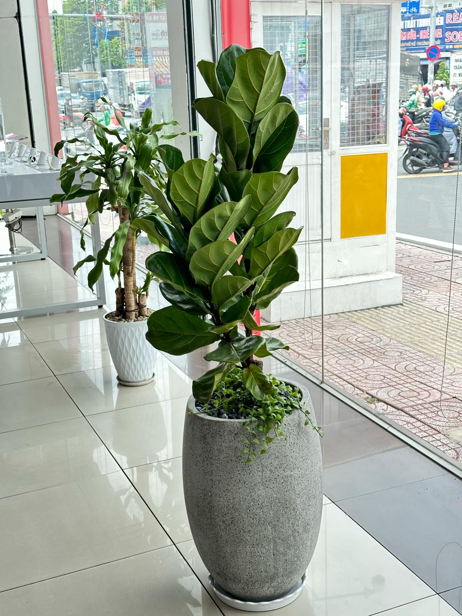 Cây bàng singapore: loài cây giá rẻ mà đẹp