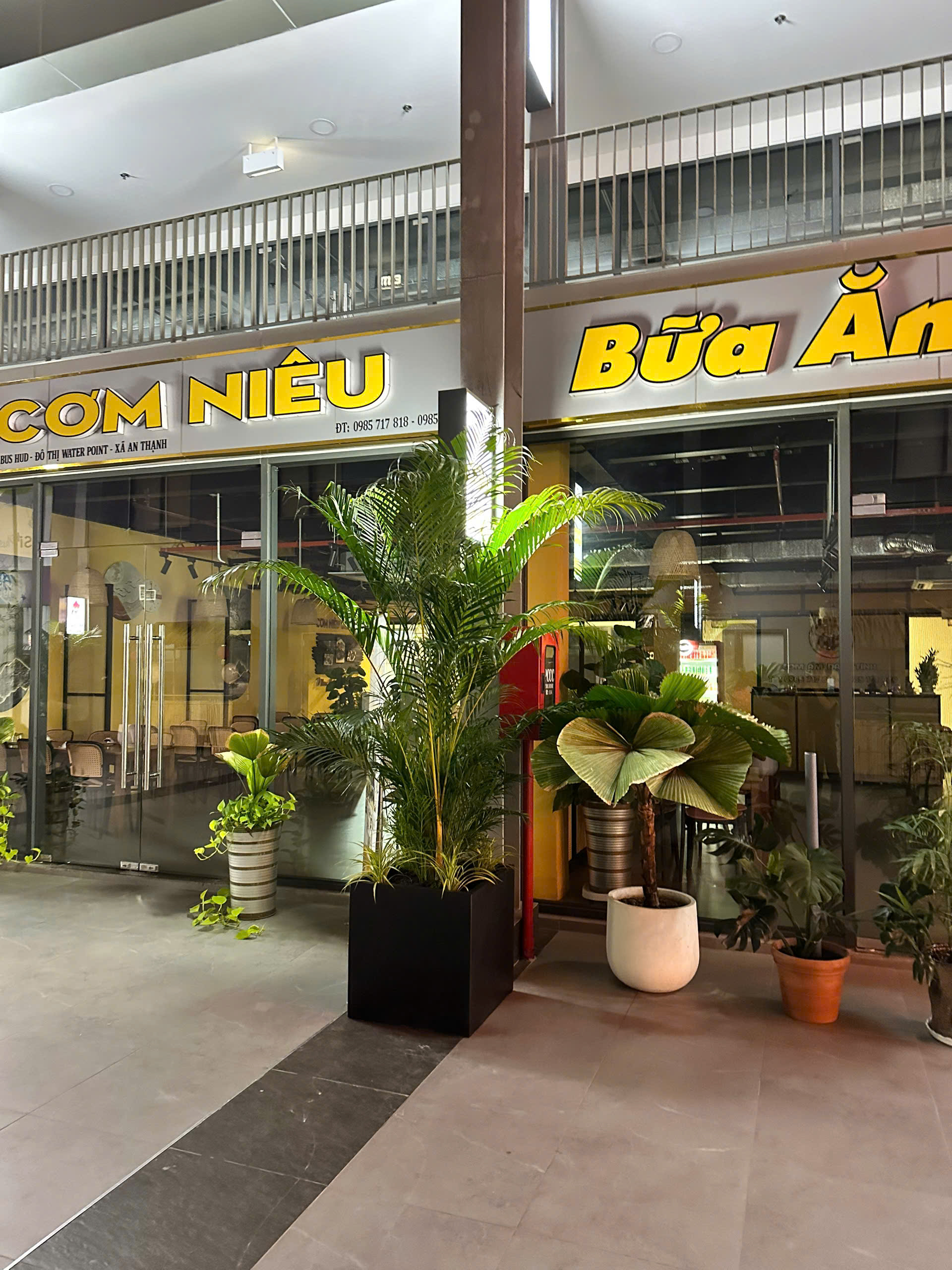 "Cây Cau Nhật - Cây cảnh phong thủy đẹp, dễ trồng trong nhà
