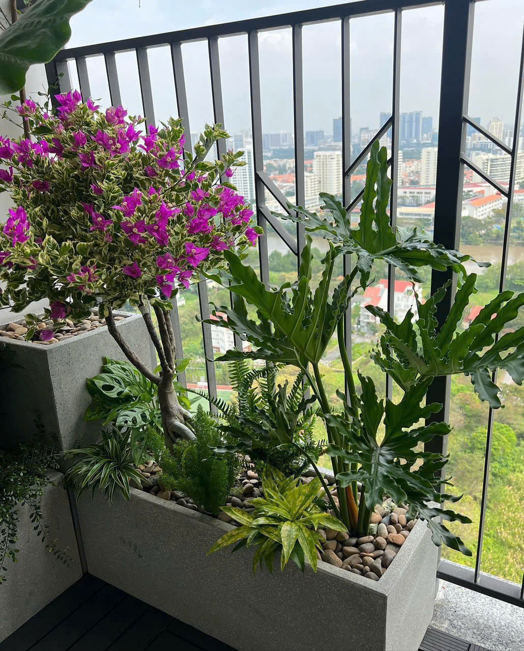 Mua cây Trầu Bà Thanh Xuân đẹp - Cây xanh trang trí phòng khách sang trọng