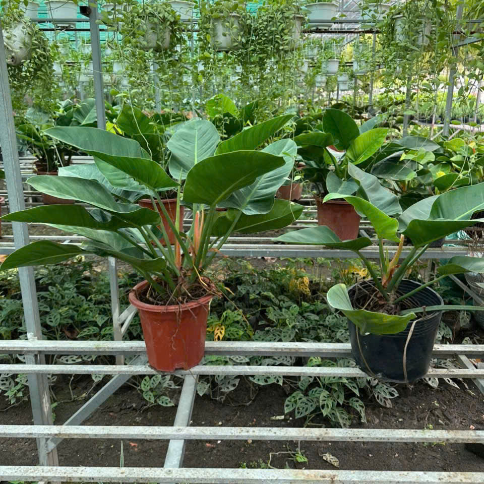 "Cây Trầu Bà Đế Vương – cây cảnh nội thất sang trọng, dễ chăm sóc