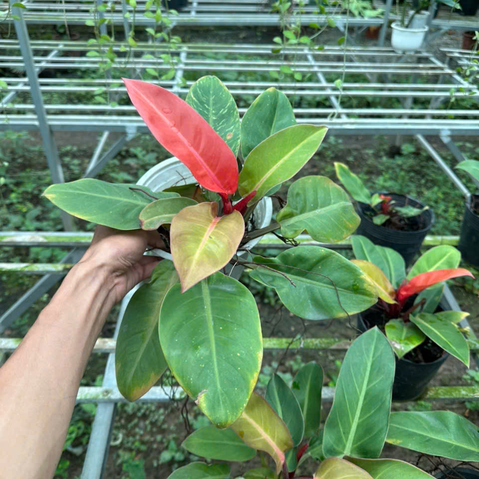 Cây Trầu Bà Đế Vương – cây phong thủy mang lại tài lộc và may mắn