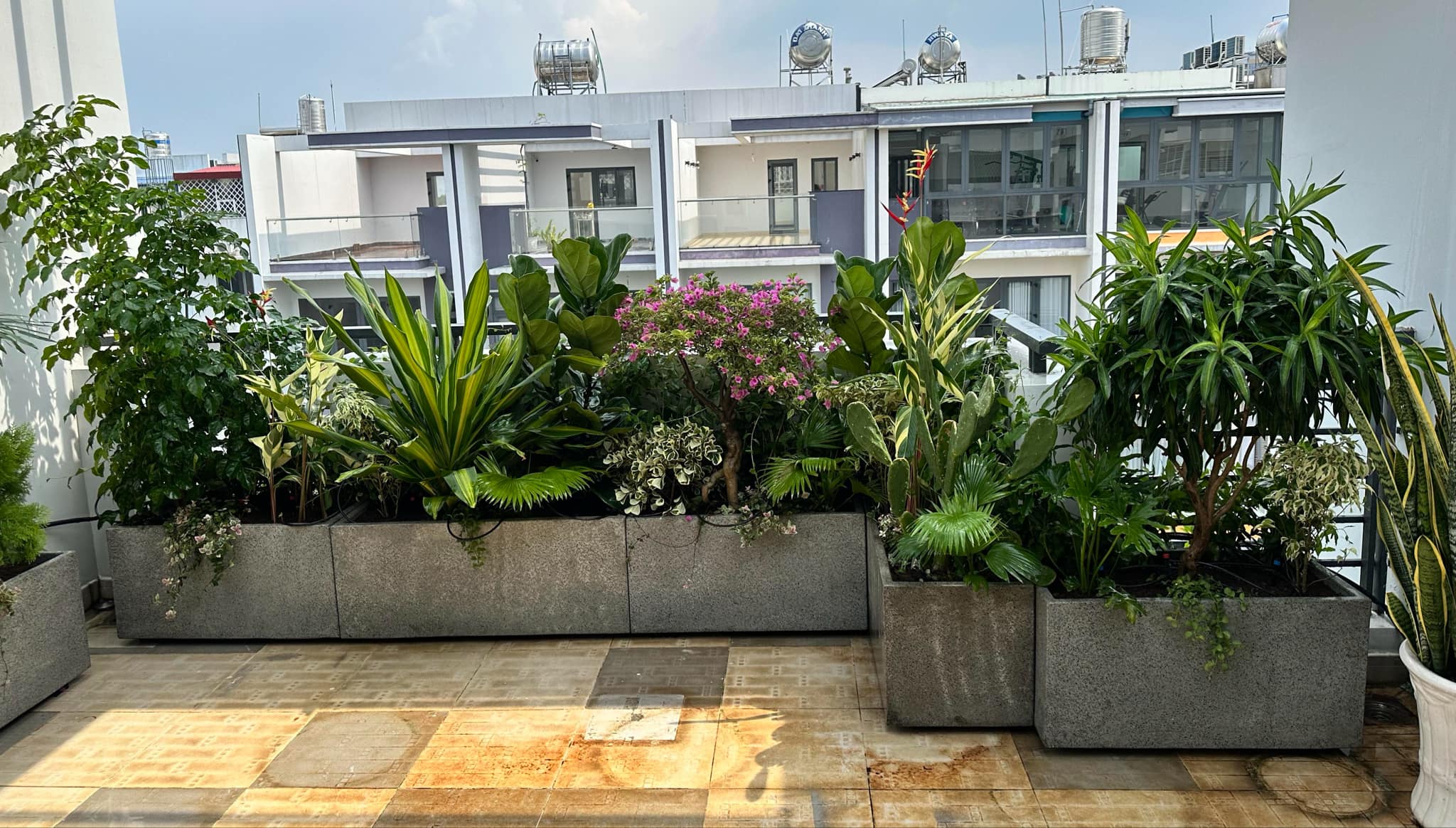 Cây trang trí ban công chịu nắng, giải pháp xanh cho căn hộ hướng Tây